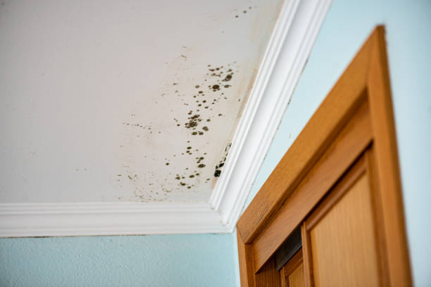 Certified Mold Removal in Fort Pierce, FL