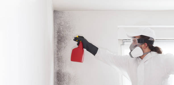 Best Attic Mold Removal  in Fort Pierce, FL