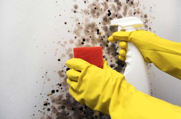 Best Crawl Space Mold Removal  in Fort Pierce, FL