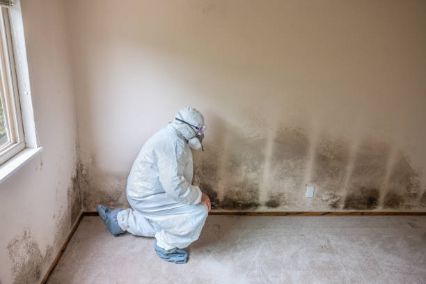 Best Mold Removal Company Near Me  in Fort Pierce, FL