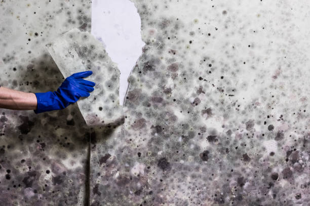 Professional Mold Removal in Fort Pierce, FL